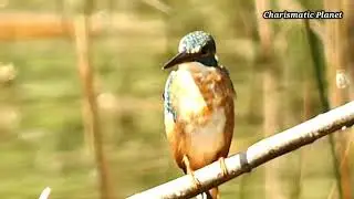 River kingfisher (Alcedo atthis) or Eurasian Kingfisher or Common Kingfisher