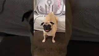 Dog Farts into Fan Prank 🐕💨🤮