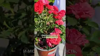 ЦВЕТ ПОРАЖАЕТ! Почвопокровные и миниатюрные розы. Роза Корал Дрифт.
