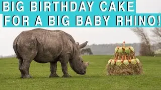 Ekozu the white rhino calf turns 1! 🎈