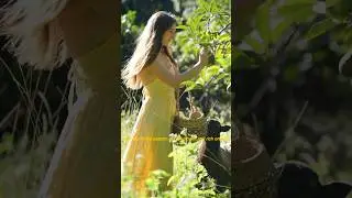 Picking the abundant fruit of the Australian rainforest 🌱 a winter harvest of kiwi and avocados 🥑