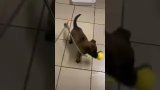 Малинка Арма и котики )