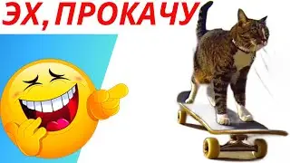 КОТИКИ НА СКЕЙТЕ ГОНЯЮТ 😂 Приколы 👍 Юмор 😊 Ржач