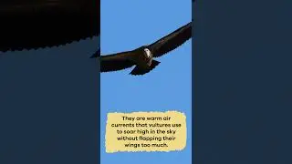 Vultures for Kids | 