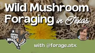 Wild Mushroom Foraging in Texas