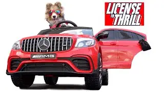 Our Dog gets a NEW CAR!  And Learns to DRIVE 🚘 Cricket 