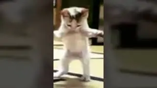 Arapça şarkıyla kedi dans ediyor 😂 #tiktok #kids #kedi #çocuk #dans #müzik #şarkı