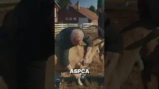 Not all Goats are Excited About Hanging out with their Chiropractor! 🤣🐐 #shorts #rescueanimals