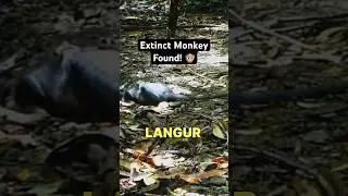 Extinct Animal Caught on Camera!