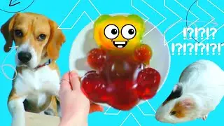 радужный желейный медведь ОЖЕВЕТ ИЛИ НЕТ | rainbow gummy bear will you be chewy or not