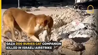 MOMENT GAZA DOG BURIES CAT COMPANION KILLED IN ISRAELI AIRSTRIKE