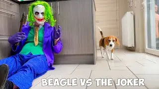 Funny Beagles vs Joker Prank