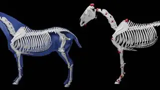 VAREN: Very Accurate and Realistic Equine Network (CVPR 2024, HD)