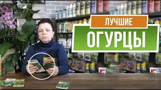 Лучшие огурцы 🥒 Что посадить в этом году ?