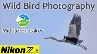 Unlock the Power of Nikon Z8 for Incredible Wild Bird Shots at RSPB Middleton Lakes