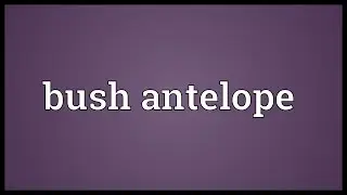 Bush antelope Meaning