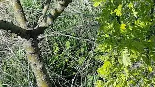 Серая кавказская горная пчела
