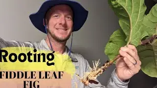 How to propagate fiddle leaf fig |  Using water and a vase