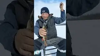 ВОТ такие ОКУНИ. Рыбалка в ЯКУТИИ. КЛЁВО.  