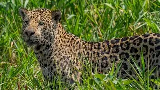 Lunching with Jaguars!