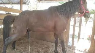 Healthy and cute horse breeding, riding horses, riding horses, carriage horses