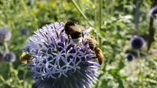 Footage. Bumblebee and bees collect nectar. Bumblebee and bees on a flower. 