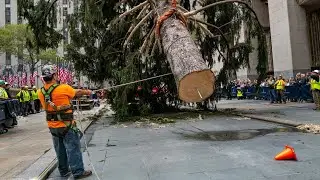 Watch Live | Crew sets up Rockefeller Center Christmas Tree in New York