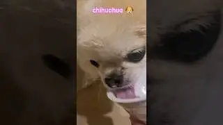 🐶funny chihuahua