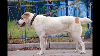 SUNNY / породные алабаи