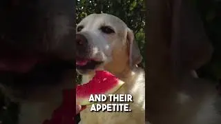 60 Second Comedy! "Tribute to Labrador Retrievers" 🐾😂#LabradorLove #DogHumor #DogLovers