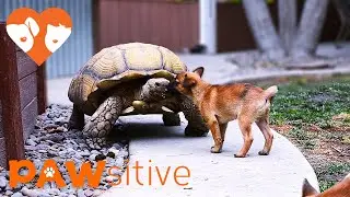 Abandoned Puppies Befriend A Lonesome Giant Tortoise | PAWsitive 🧡