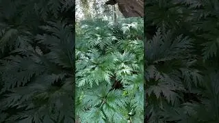 This is NOT a Fern! The Impressive Foliage of Geranium Maderense