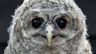 Интересные факты про сов(Interesting facts about owls).