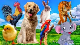 Lovely Animal Sounds: Chickling, Eagle, Parrot | Animal Moments