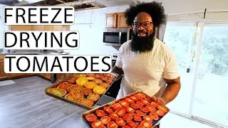 Freeze Drying Tomato Slices With A Taste Test | Fermented Homestead