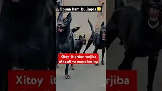 Dunyo uzgarmoqda itsimon odam yoki it#kuchuk#Xitoy#Tarjiba#asosida#kashfiyot#chiroyli #yomon#itlar