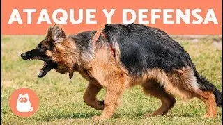 Adiestramiento canino en ataque y defensa