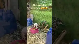 Happy Christmas Everyone!!! Christmas for everyone/ Eat reasonably 🥳🥳🧁