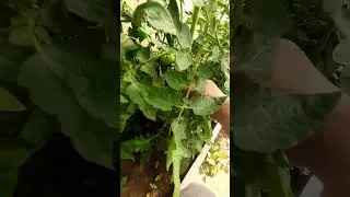 Помидоры 🍅,  как делаем мы!