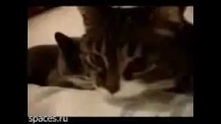 коты пердуны