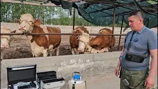 Молни 28 кунликдан хомладорлигини аниклаш усули