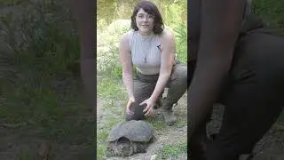 What To Do If You Find a Snapping Turtle on the Road #shorts