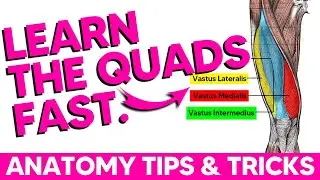 The Quads Anatomy Tips - Origin Insertion Innervation Action