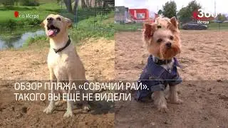 ПЛЯЖ ДЛЯ СОБАК