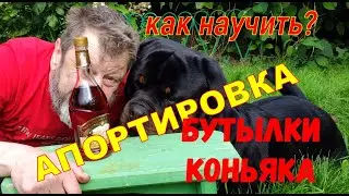 АПОРТИРОВКА БУТЫЛКИ КОНЬЯКА.КАК НАУЧИТЬ СОБАКУ?Не фига не дрессировка,а несколько полезных советов