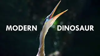 Herons Are Modern Dinosaurs