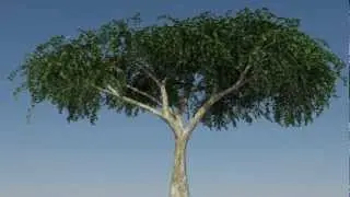 Tutorial Preview - Designing and Animating a Birch Tree in Maya using Paint Effects