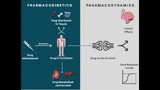 Pharmacodynamics and Pharmacokinetics | A rapid review.