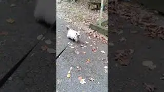 4 Month Old Chocolate Point Himalayan Learns To Walk On A Leash