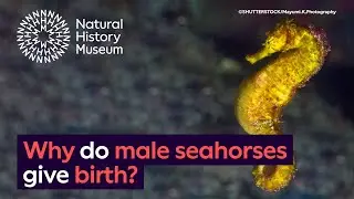 Why do male seahorses give birth? | Surprising Science